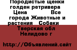 Породистые щенки голден ретривера › Цена ­ 25 000 - Все города Животные и растения » Собаки   . Тверская обл.,Нелидово г.